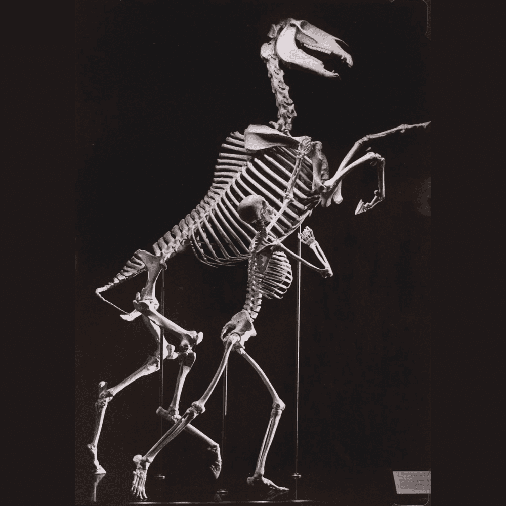 Andreas Feininger Human and Horse Skeletons