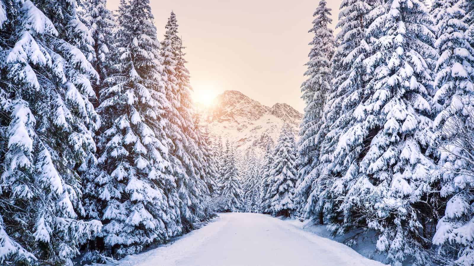 Winter Wonderland